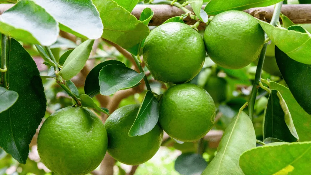fresh lime and key lime elements and Key Lime Ice Cream Recipe